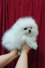 Photo №1. pomeranian - for sale in the city of Tbilisi | negotiated | Announcement № 93536