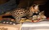 Additional photos: caracat and savannah kittens