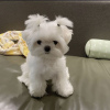 Photo №2 to announcement № 46289 for the sale of maltese dog - buy in United States private announcement