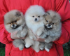 Photo №1. pomeranian - for sale in the city of Paris | negotiated | Announcement № 120020