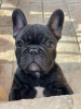 Photo №1. french bulldog - for sale in the city of Belgrade | negotiated | Announcement № 112082