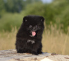 Photo №4. I will sell pomeranian in the city of Vitebsk. private announcement - price - 296$