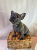 Photo №2 to announcement № 115847 for the sale of french bulldog - buy in Germany 