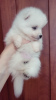 Photo №4. I will sell japanese spitz in the city of Dnipro. private announcement - price - 8000$