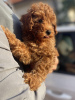 Photo №2 to announcement № 119952 for the sale of poodle (toy) - buy in Serbia breeder