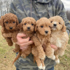 Photo №1. labradoodle - for sale in the city of Helsinki | 475$ | Announcement № 123836