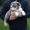 Photo №2 to announcement № 107204 for the sale of english bulldog - buy in Germany breeder