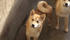 Photo №2 to announcement № 91672 for the sale of shiba inu - buy in Serbia breeder