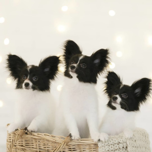 Photo №4. I will sell papillon dog in the city of Permian. from nursery, breeder - price - Negotiated