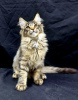 Photo №1. maine coon - for sale in the city of Charleroi | Is free | Announcement № 127682