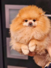 Photo №1. pomeranian - for sale in the city of Werbass | negotiated | Announcement № 88654
