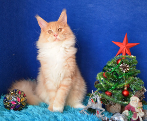 Photo №1. maine coon - for sale in the city of Volgograd | Negotiated | Announcement № 3990