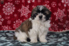Photo №4. I will sell shih tzu in the city of Дрезден.  - price - negotiated
