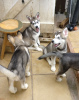 Photo №2 to announcement № 63491 for the sale of siberian husky - buy in United States breeder
