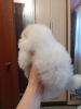 Photo №4. I will sell pomeranian in the city of Москва. private announcement - price - Is free
