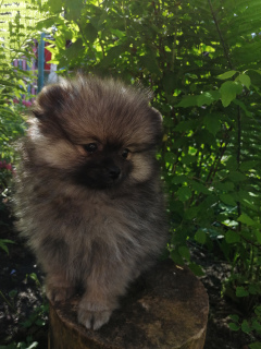 Photo №4. I will sell german spitz in the city of Kostroma. breeder - price - 873$