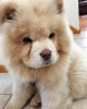 Photo №1. chow chow - for sale in the city of Bucharest | Is free | Announcement № 109536