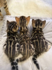 Photo №1. bengal cat - for sale in the city of Сызрань | 976$ | Announcement № 123415