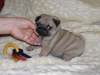 Photo №1. pug - for sale in the city of Гамбург | 158$ | Announcement № 124495