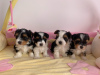 Photo №3. Yorkshire Terrier Puppies for sale here. Germany