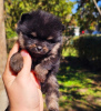 Photo №2 to announcement № 119439 for the sale of pomeranian - buy in Serbia 