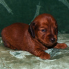 Photo №2 to announcement № 101184 for the sale of dachshund - buy in Germany 