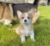 Photo №2 to announcement № 86785 for the sale of welsh corgi - buy in Australia private announcement