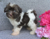 Photo №2 to announcement № 45058 for the sale of havanese dog - buy in Ireland 