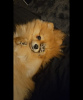 Photo №1. pomeranian - for sale in the city of Торонто | negotiated | Announcement № 93628