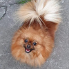 Photo №1. pomeranian - for sale in the city of Севилья | Is free | Announcement № 39298