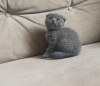 Photo №2 to announcement № 106484 for the sale of scottish fold - buy in Czech Republic 