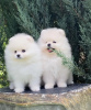 Photo №1. non-pedigree dogs - for sale in the city of Амстердам | Is free | Announcement № 65916