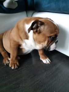 Photo №2 to announcement № 4058 for the sale of english bulldog - buy in Russian Federation private announcement