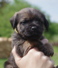 Photo №4. I will sell border terrier in the city of Szczecinek. breeder - price - 1352$