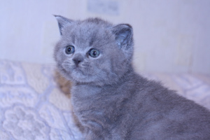 Additional photos: Blue british cat