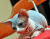 Photo №2 to announcement № 126314 for the sale of sphynx cat - buy in Germany private announcement