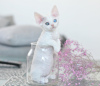 Photo №3. Female Devon Rex different eyes. Netherlands