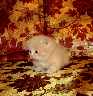 Photo №4. I will sell munchkin in the city of Barnaul. from nursery - price - 628$