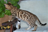 Additional photos: Бенгальские котята для Вас!