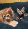 Photo №3. Registered Maine Coon Kittens For Sale. United Kingdom