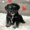 Photo №1. standard schnauzer - for sale in the city of Berlin | Is free | Announcement № 125354