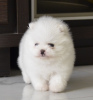Photo №2 to announcement № 7589 for the sale of pomeranian - buy in Belarus breeder