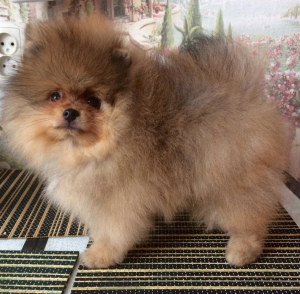 Photo №4. I will sell pomeranian in the city of Salavatovo. breeder - price - 522$