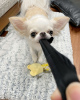 Photo №3. CHIHUAHUA PUPPIES. United States