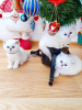 Photo №1. persian cat - for sale in the city of Амстердам | 264$ | Announcement № 124256