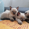 Photo №1. siamese cat - for sale in the city of Berlin | Is free | Announcement № 125370