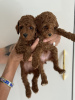 Additional photos: Miniature poodle puppies