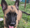 Photo №2 to announcement № 110341 for the sale of belgian shepherd - buy in Serbia private announcement