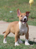 Additional photos: Mini Bull Terrier puppies