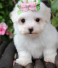 Photo №2 to announcement № 107538 for the sale of maltese dog - buy in Austria private announcement